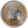Philips 12821CP Philips Standard Minature 12821 Pack of 10