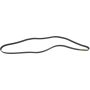 Autopart International Drive Belt 160209732
