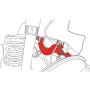 SPECIALTY PRODUCTS COMPANY 81335 VW ADJ REAR CAMBER ARM
