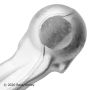 BECK/ARNLEY 102-8135 CTL ARM w BALL JOINT