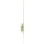 Philips 74LLB2 Philips LongerLife Miniature 74LL